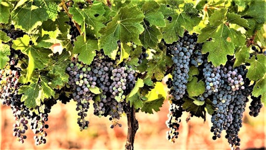 Prywatna wycieczka winiarska po północnym Izraelu