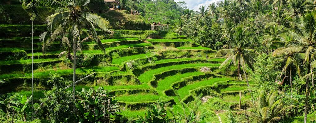 Ubud tickets and tours