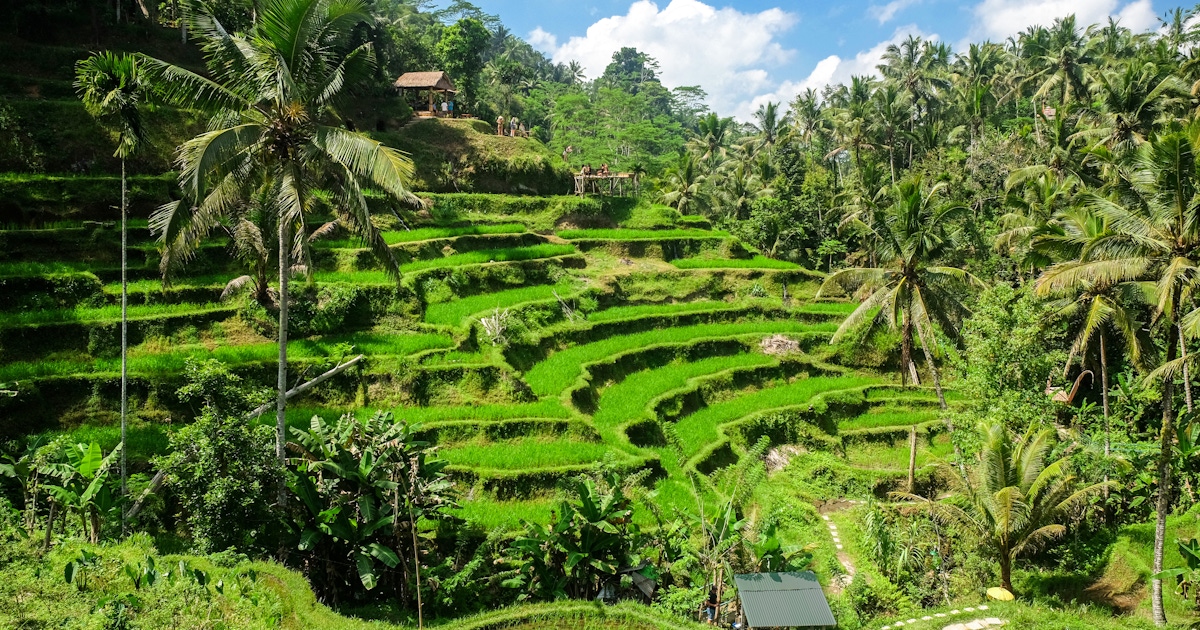 Tours and activities in Ubud
