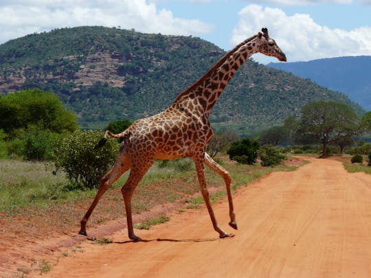 Tsavo East overnight safari at Sentrim Tsavo Camp from Mombasa