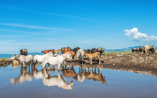 Off-Road Food Tour of Livno