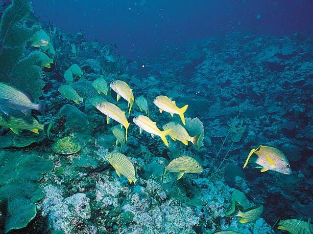 Benidorm Island Boat Trip Ticket