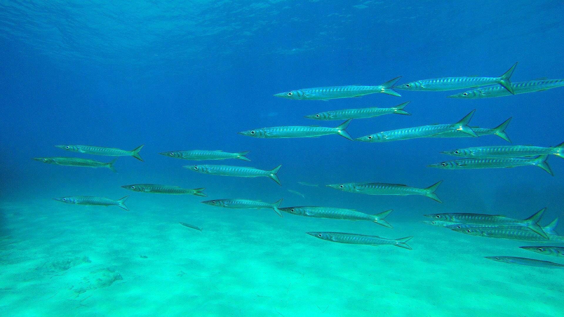 Boat Tours from Fornells