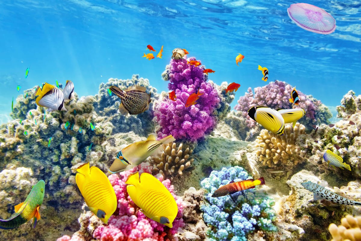 Ocean Aquarium – ticket only