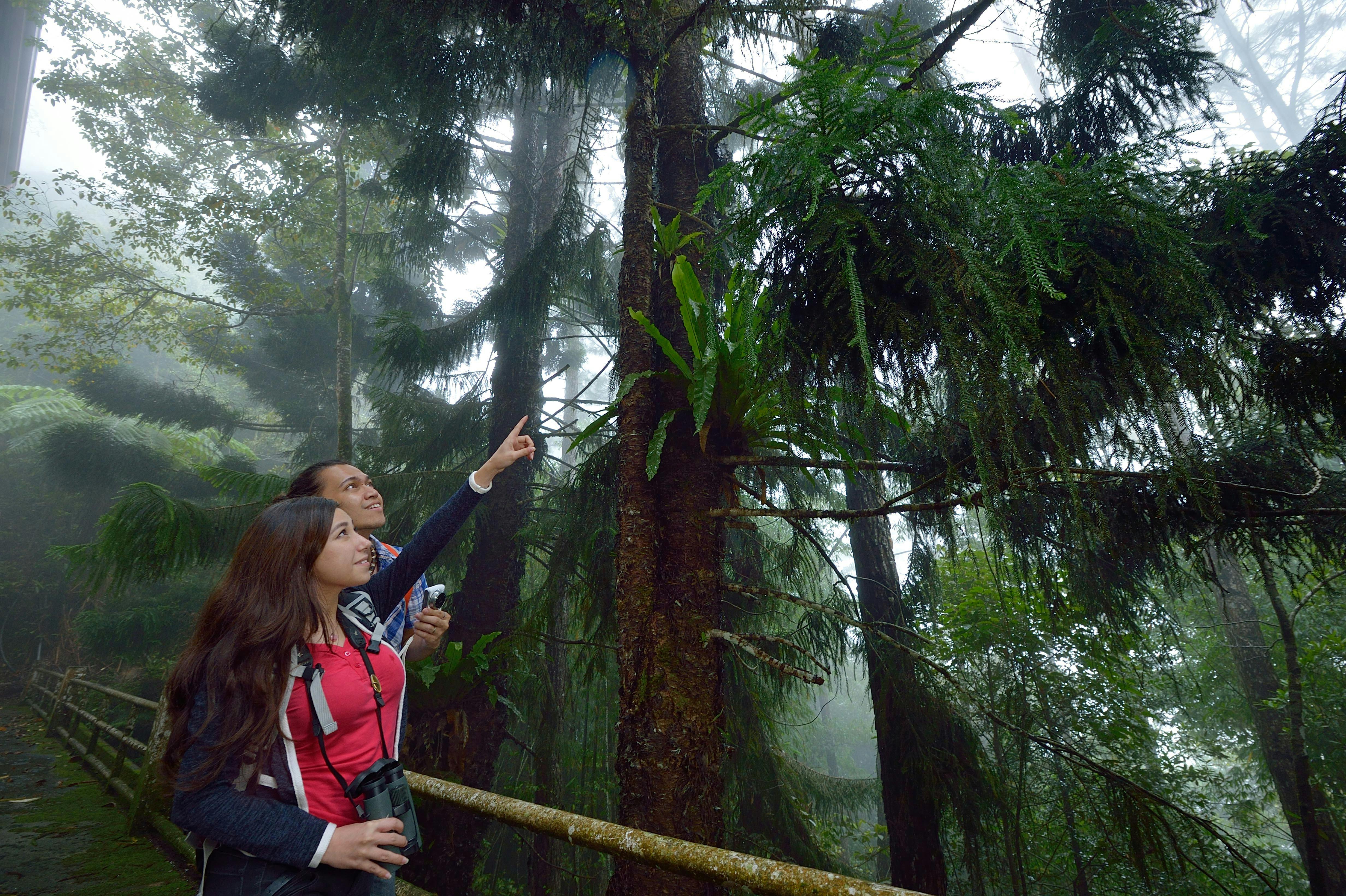 Full-day Kinabalu Park and Poring hot springs tour