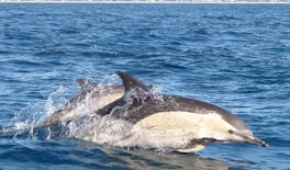 Billete para un crucero de avistamiento de delfines