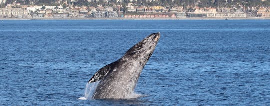 Croisière de luxe d'observation des dauphins et des baleines avec Oceanside Adventures