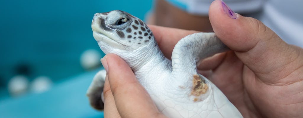 Happy hour met zeeschildpadden in Ravenna