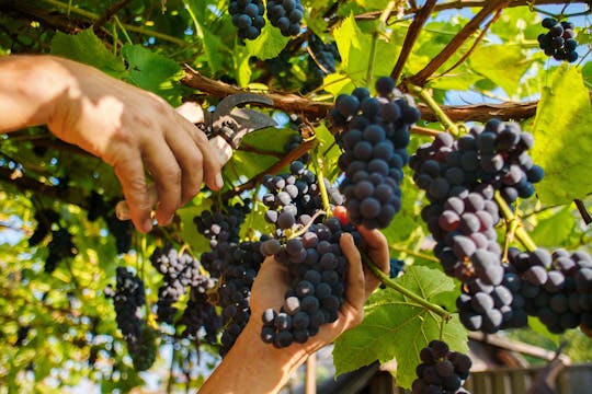 Lyon vineyards half day private tour