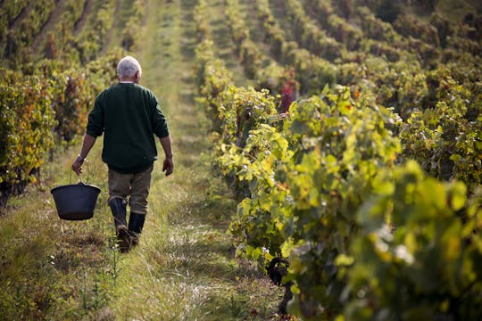 Half-day private tour of the South Beaujolais including tasting