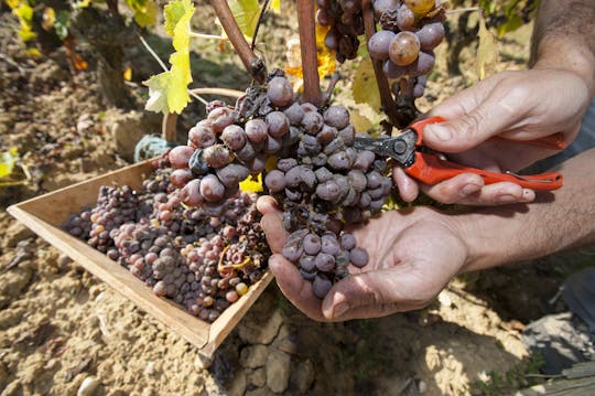 Tour privato di un'intera giornata con Graves e Sauternes da Bordeaux