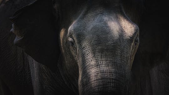 Tour de la Fundación Millennium Elephant desde Kandy