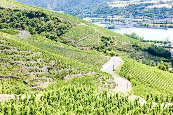 Visite viticole privée d'une demi-journée dans la vallée du Rhône septentrionale