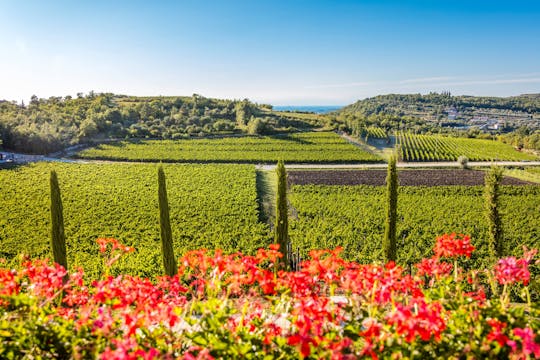 Premium Wine Tasting Experience