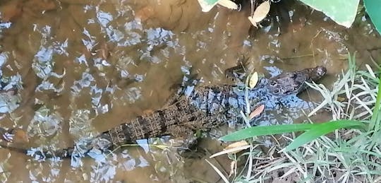 Visite guidée de la réserve de biosphère Pantanos de Centla au départ de Villahermosa