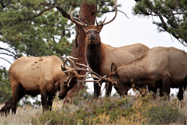 Rocky Mountain National Park tour from Denver