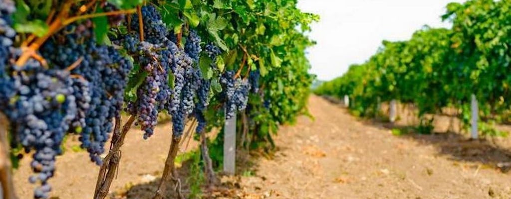 Excursão privativa de meio dia para degustação de vinhos na vinícola Shabo de Odessa