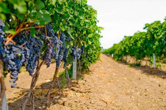 Privé wijnproeverij van een halve dag naar Shabo Winery vanuit Odessa