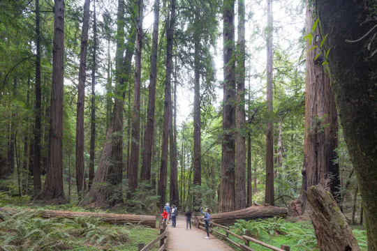 Muir Woods and Sausalito tour with Escape from the Rock cruise