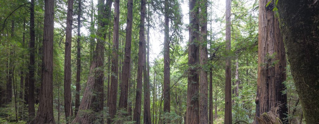 Muir Woods and Sausalito tour with Escape from the Rock cruise