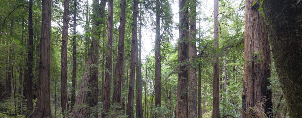 Tour de Muir Woods y Sausalito con crucero Escape from the Rock