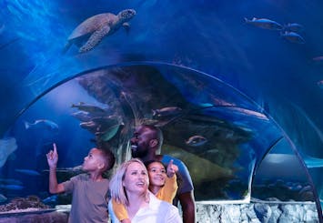 Ingressos para o SEA LIFE Orlando Aquarium