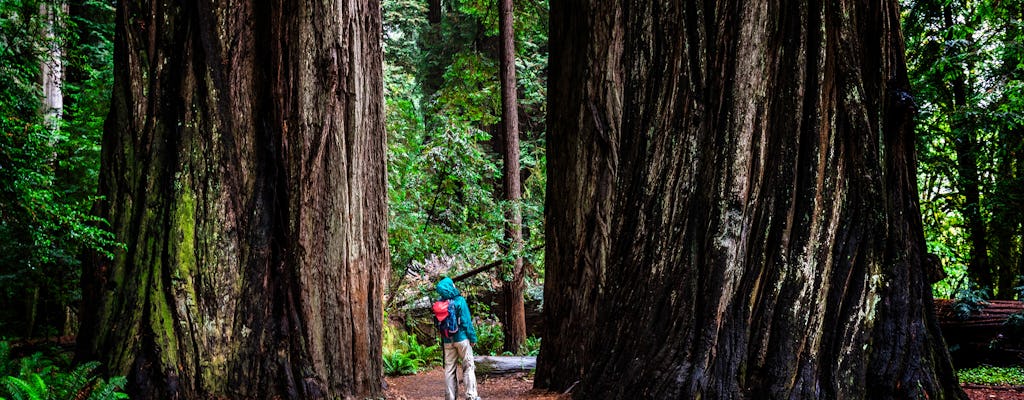 Tour delle sequoie della California e della regione vinicola