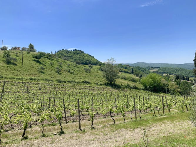Private wine experience in Chianti and Radda in Chianti