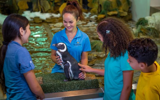 SeaWorld® Orlando Penguin Encounter