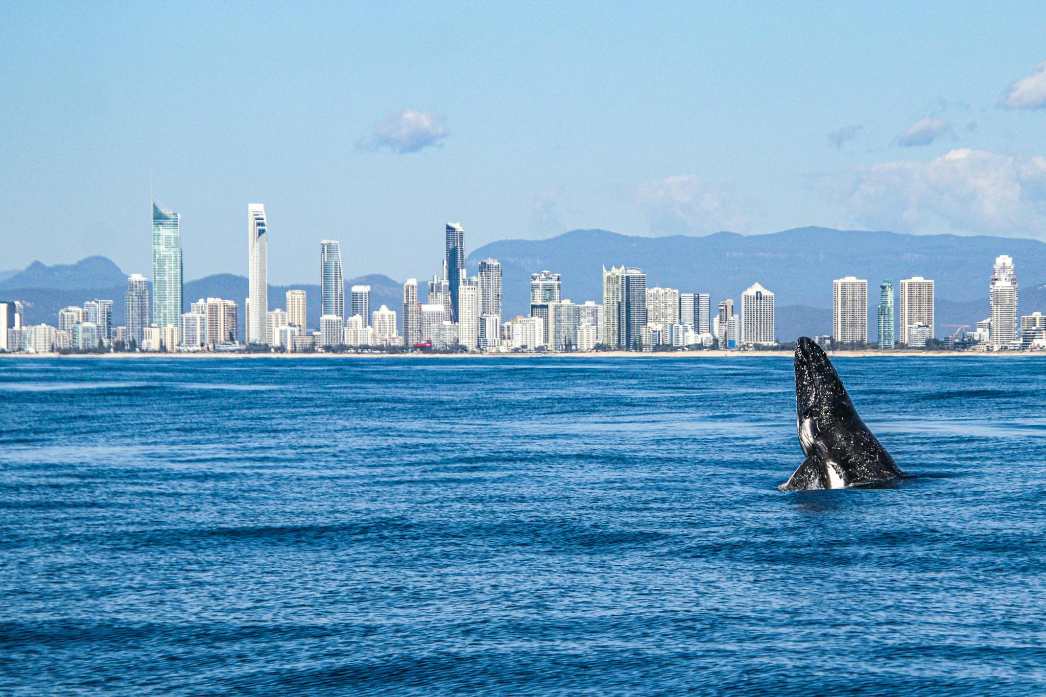 Walbeobachtungskreuzfahrt an der Gold Coast von Surfers Paradise