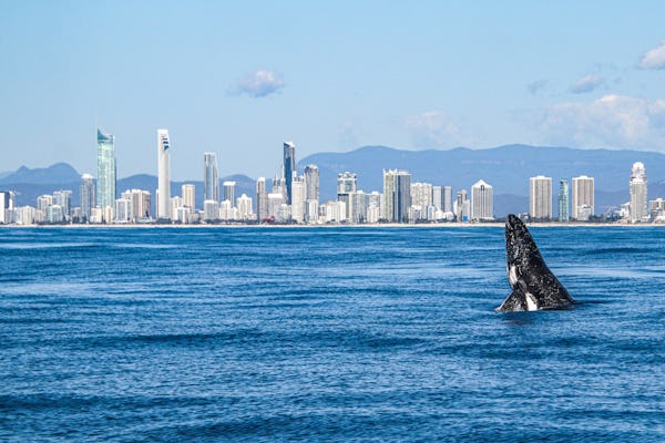 Rejs obserwujący wieloryby Gold Coast z Surfers Paradise