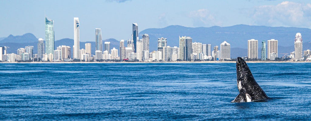 Gold Coast-cruise om walvissen te spotten vanuit Surfers Paradise