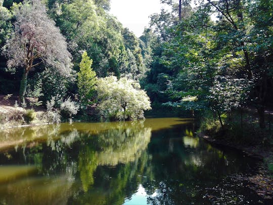 Bussaco Forest Wandererlebnis von Coimbra