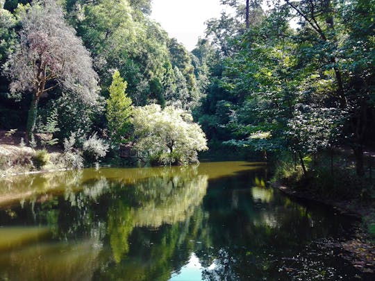 Experiência de caminhada na Mata do Buçaco em Coimbra