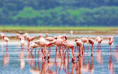 Safari d’une journée au parc national du lac Nakuru