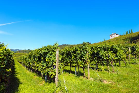 Tour privato con degustazione di vini della Valpolicella
