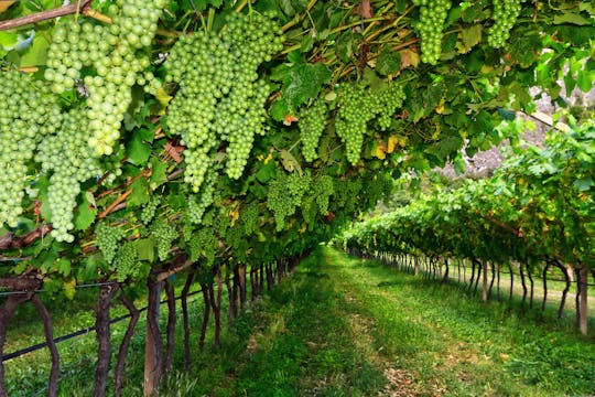 Tour privato con degustazione di vini Lugana