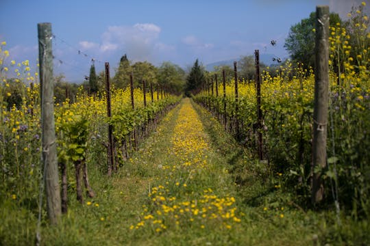 Tour privato di degustazione del vino Bardolino