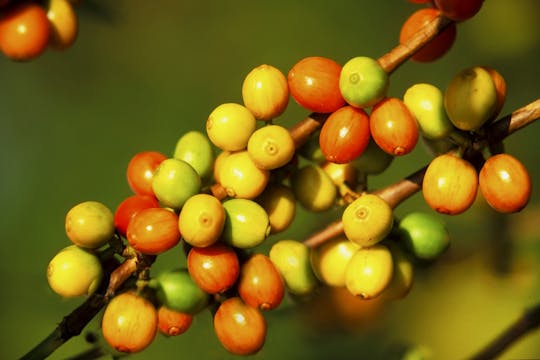 Karunguru Coffee Farm tour from Nairobi