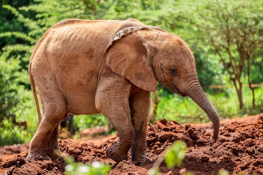 Adotta un elefante allo Sheldrick Elephant Sanctuary