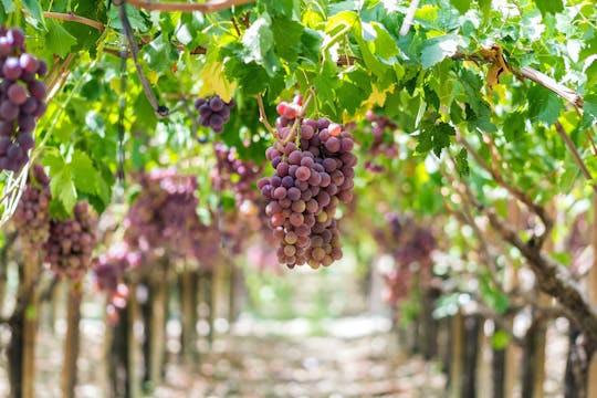 Visit to the Di Giovanna winery with tasting of three wines