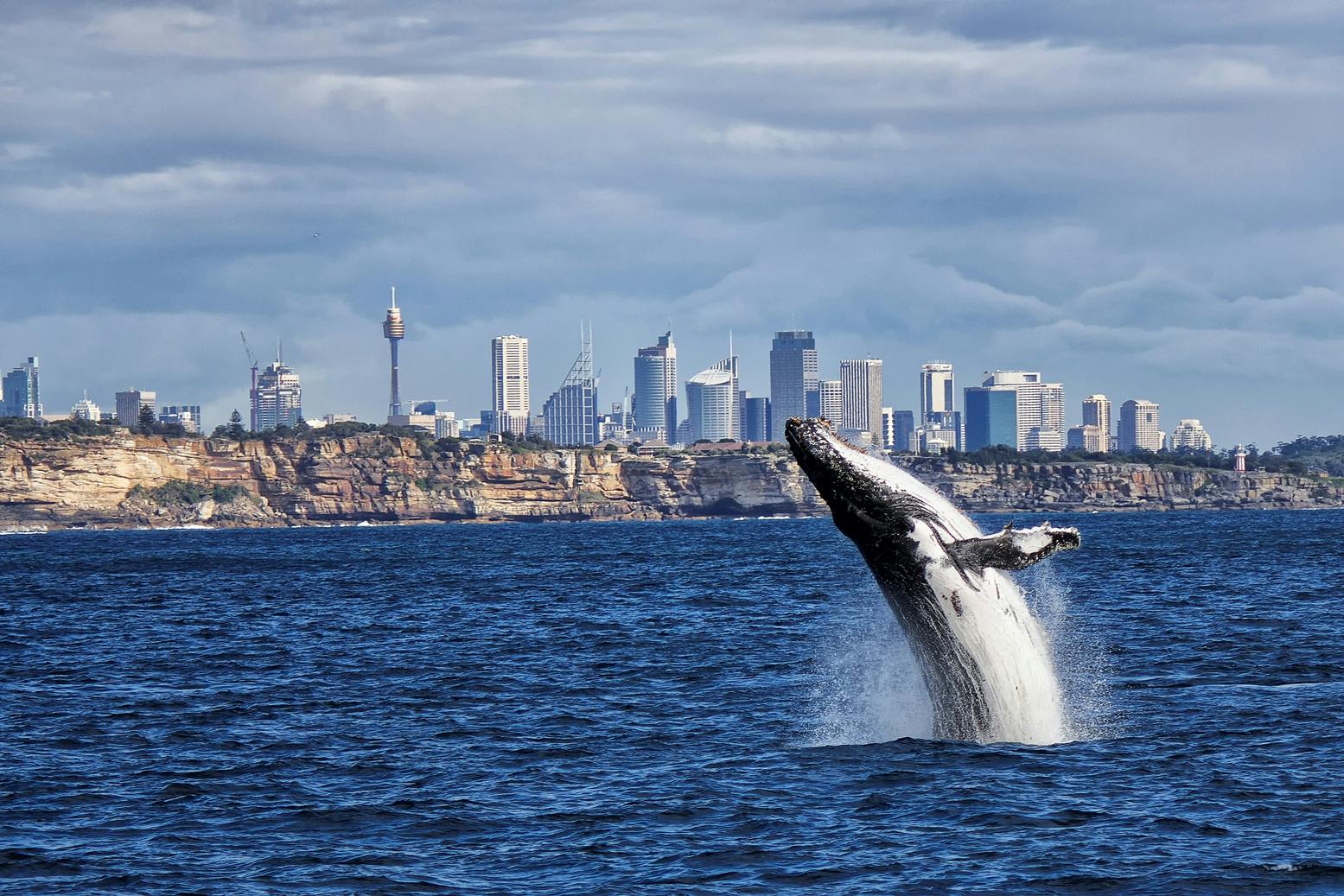 Crucero de avistamiento de ballenas en Sídney con desayuno o almuerzo.
