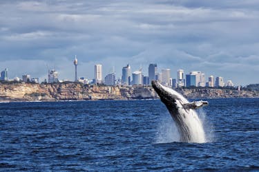 Croisière d’observation des baleines à Sydney avec petit-déjeuner ou déjeuner