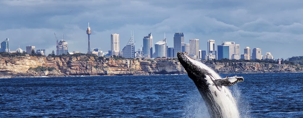 Crucero de avistamiento de ballenas en Sydney con desayuno o almuerzo