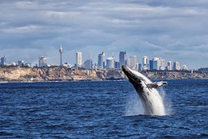 Avvistamento delle balene a Sydney