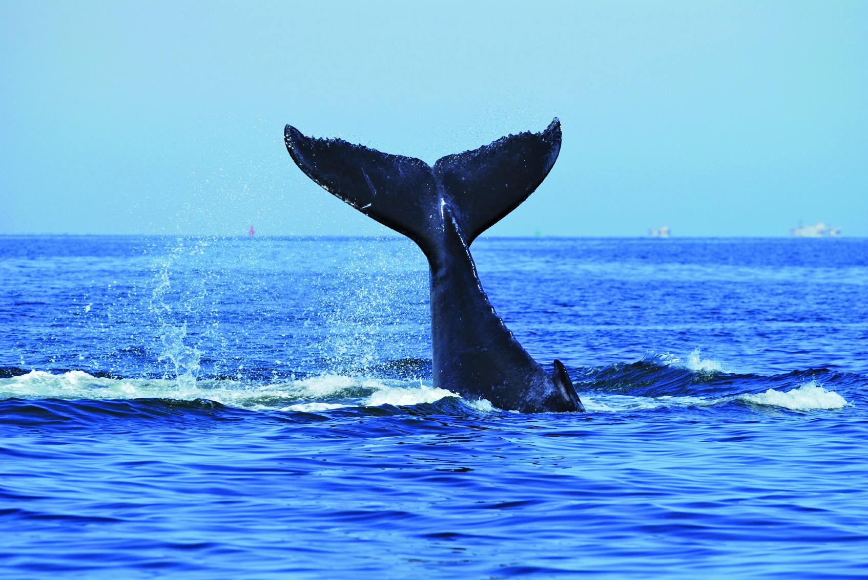 Luxuriöse Walbeobachtungs-Kreuzfahrt in Sydney mit Mittagessen