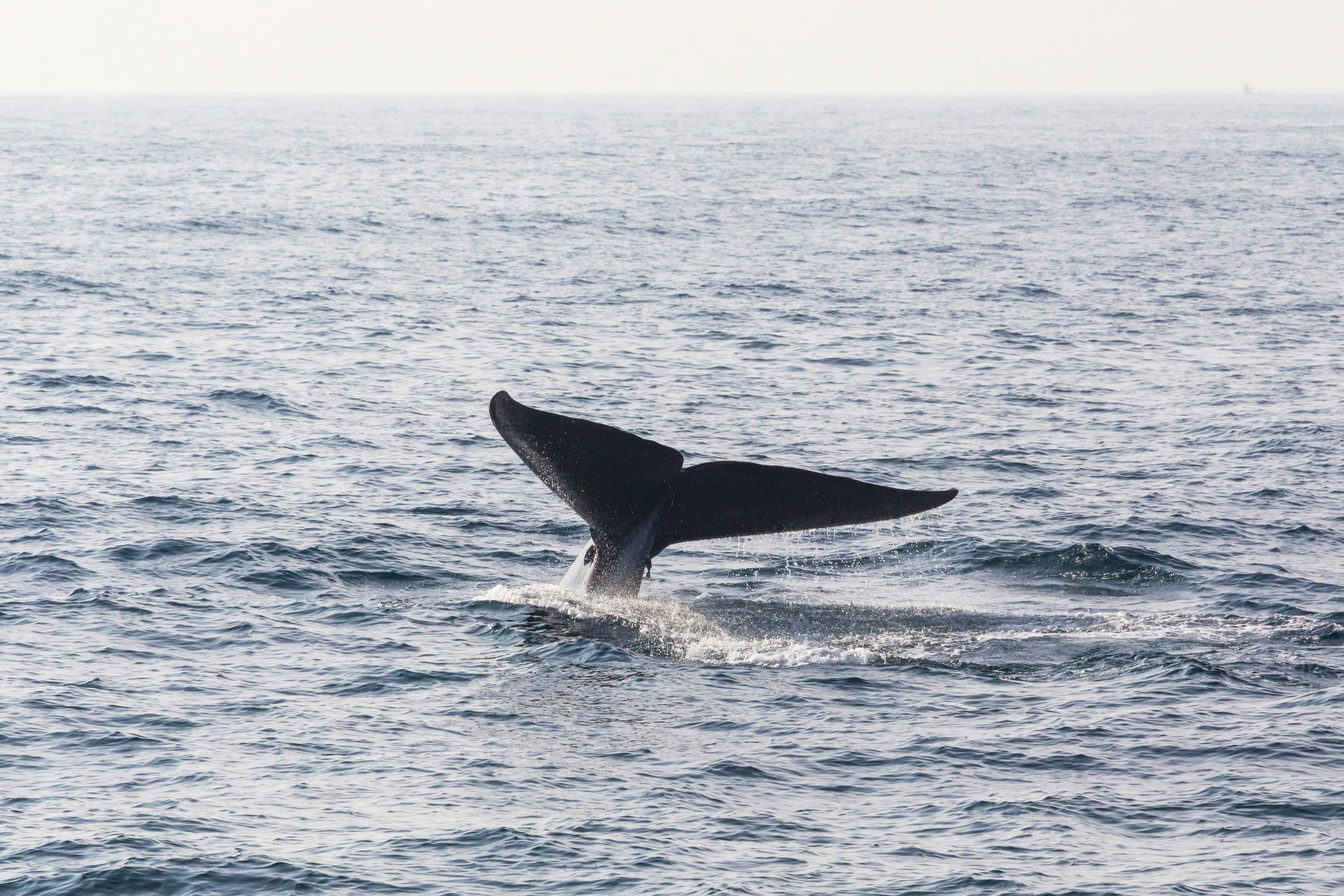 Tour de avistamiento de ballenas en Mirissa