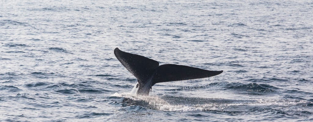 Tour de avistamiento de ballenas en Mirissa