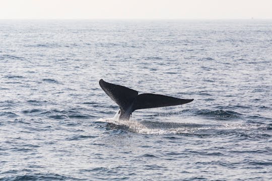 Tour de avistamiento de ballenas en Mirissa