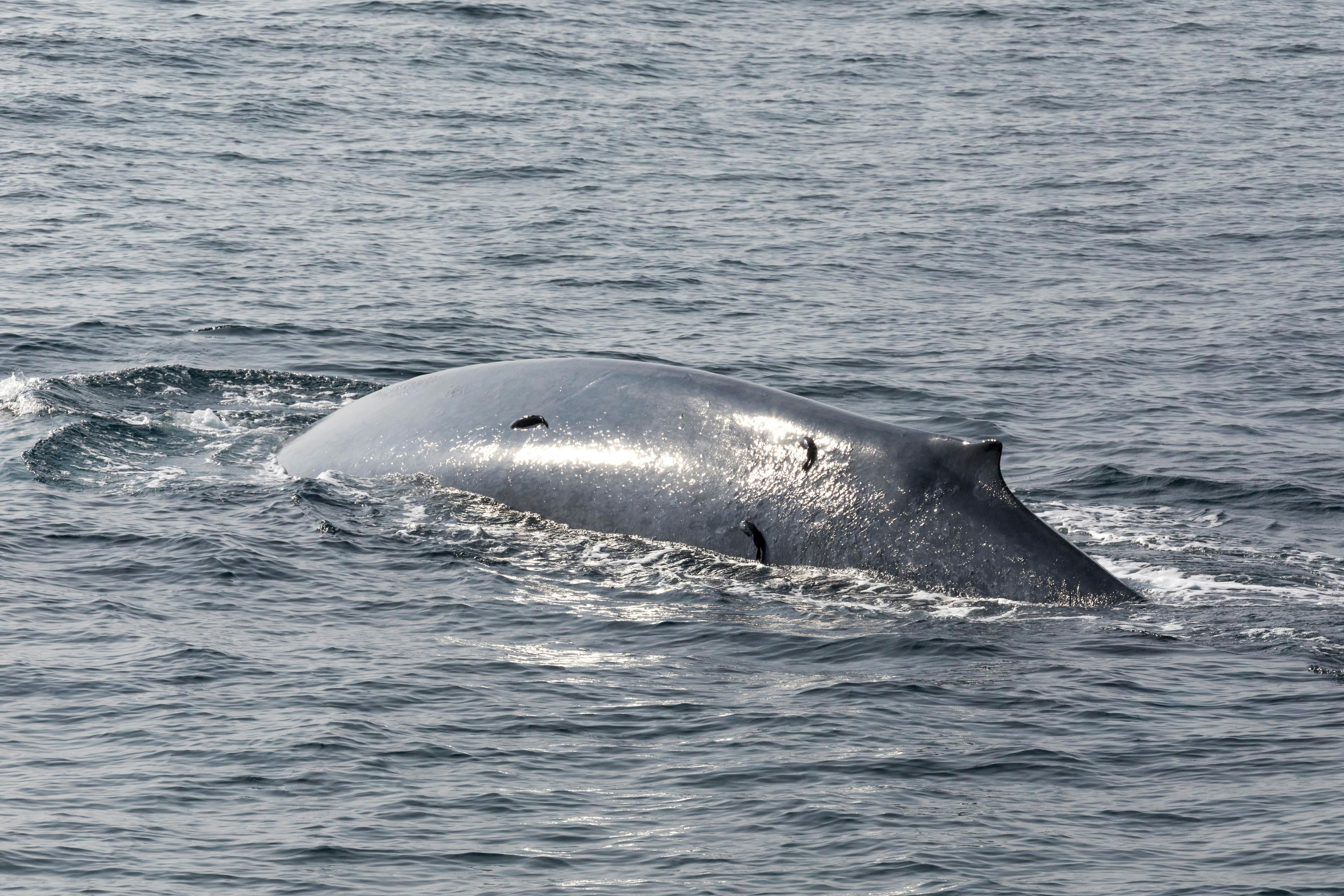 Mirissa Whale Watching Tour